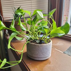 Beautiful and healthy pothos in ceramic pot.