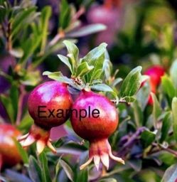 Pomegranate Tree/Árbol De Gradas