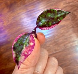 Hoya Lacunosa ‘Black Cherry’