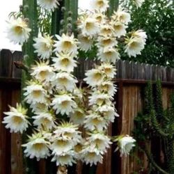 San Pedro Cactus 🌵