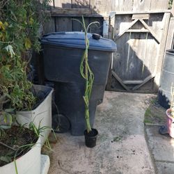 Red Dragon Fruit Over 5 Feet Tall 