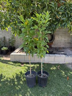 Tecoma Yellow Bell / Yellow elder
