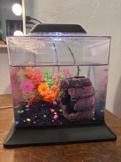 Betta fish tank