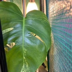 Variegated  Monstera Aurea One Leaf Top Cut Plant Rooted