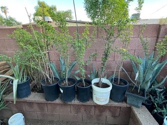 Plants Aloe Vera Agave Trees Fruit Guamuchil Madras Thorn