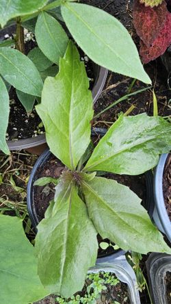 Okinawa Spinach Starter Plant, Rooted, Actively Growing