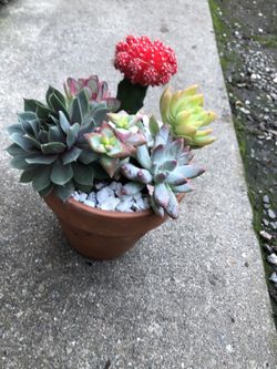Succulent Arrangements In 6 Inch terracotta Pots