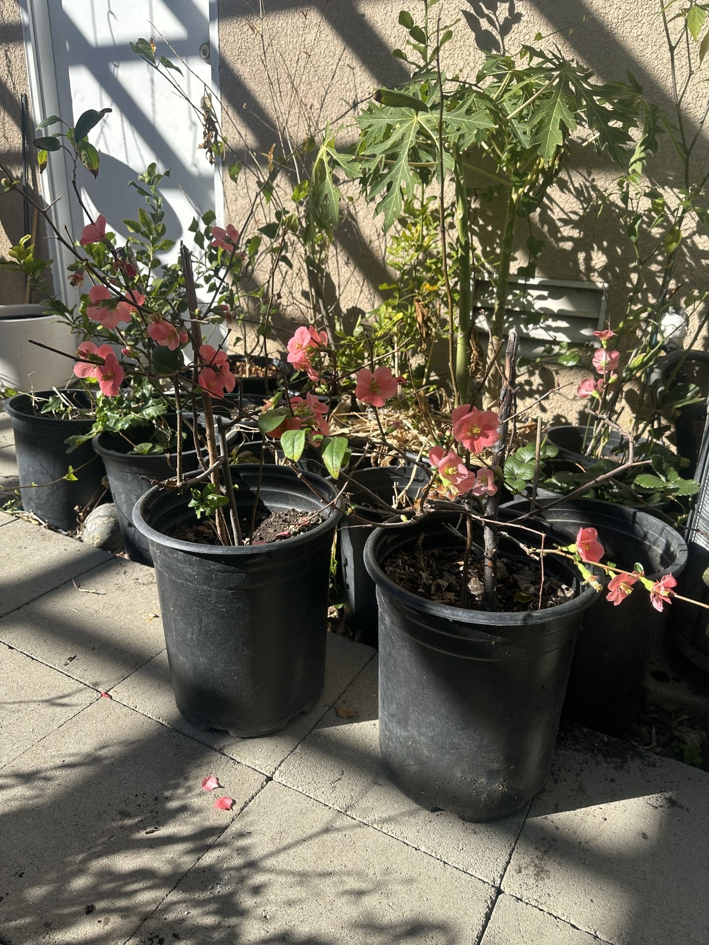 Pink Quince Flowers Hoa Dao for Tet and Holidays