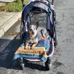 Pet Gear Dog Stroller 