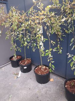 Weeping Pussy Willow - 4 Available - super healthy - Retails for $360!