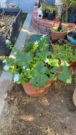 Margot’s, hollyhock and vincas, Claveles Amarillos, vincas,barato de San Jose