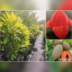 Mamey Grafted Trees 7gal  Arboles De Mamey Injertados En 7gal 