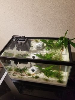 Pecera Con Todo Incluido!