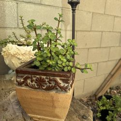 Elephant Bush Succulent Live Plant 