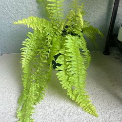 Lemon Lime  Fern Plant 