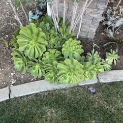 Free Succulents 