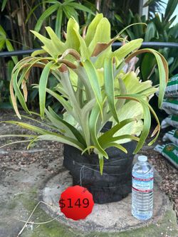 Custom made Staghorn Fern, Very Healthy!