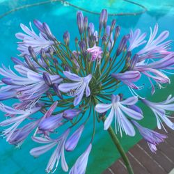 $10 agapanthus agapanthis lily of the nile 