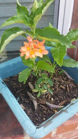 Tropical Corrasandra firecracker seed Asian plant Kanakambaram