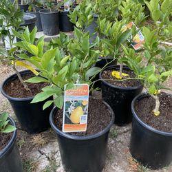 Fruit Trees 
