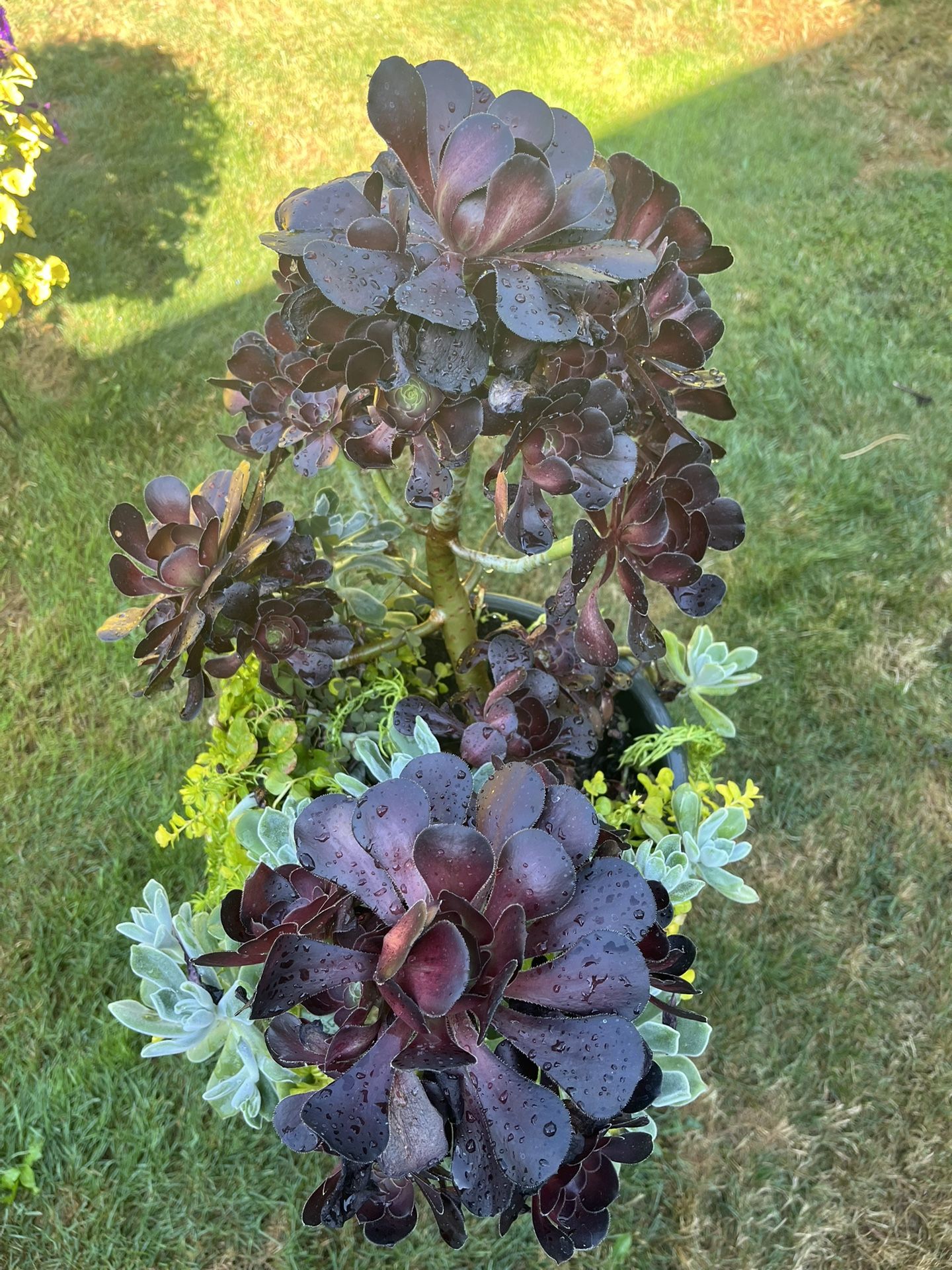 Outdoor & Indoor Succulent Plant