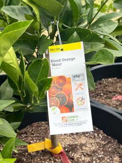 Moro blood orange