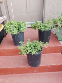 Potted Mint Plants – Set of 3
