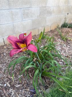 Purple and calla lilies for free