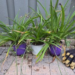 Spider Plant, 4-inch Pot