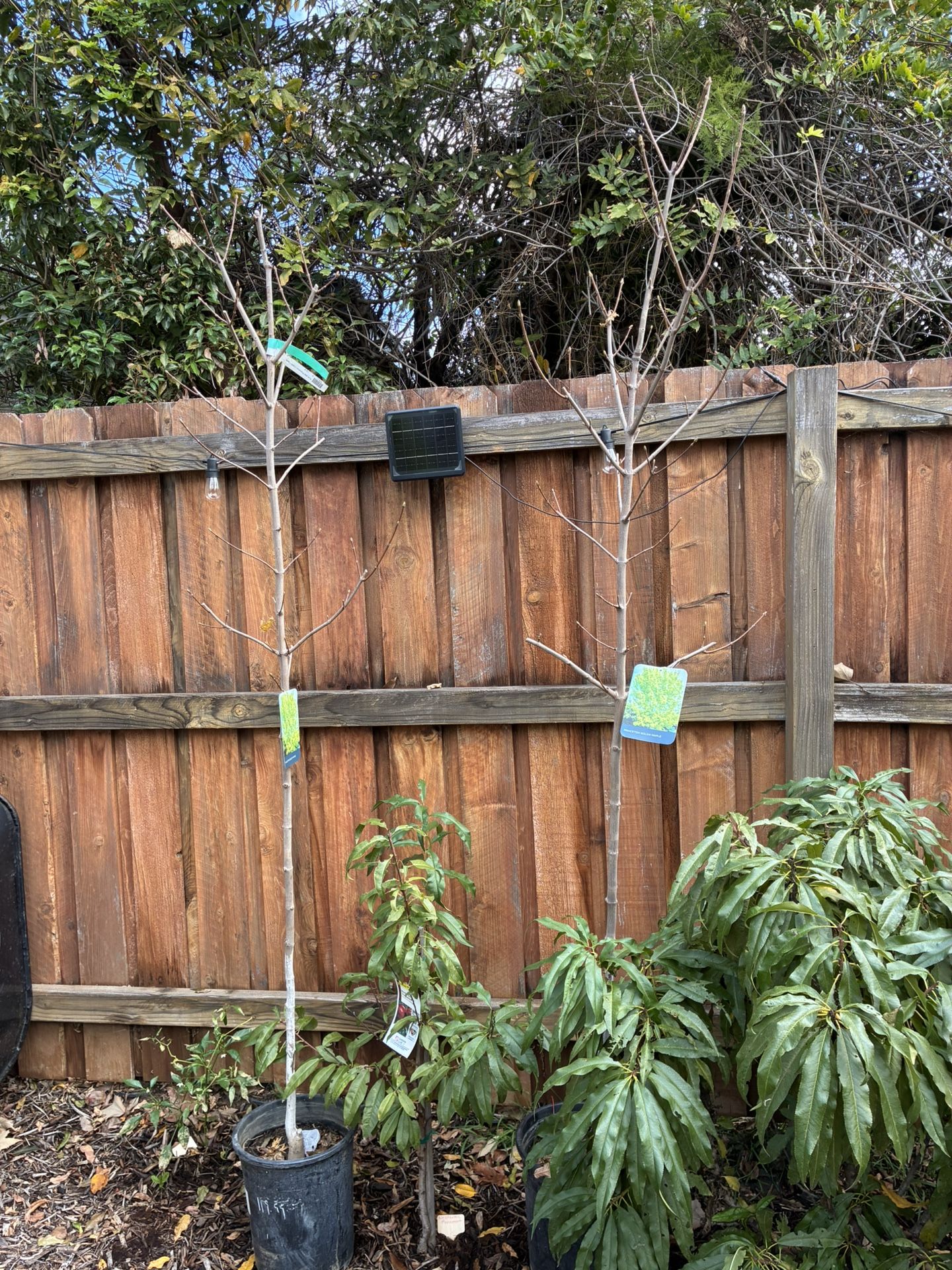 Gold Maple Tree Princeton