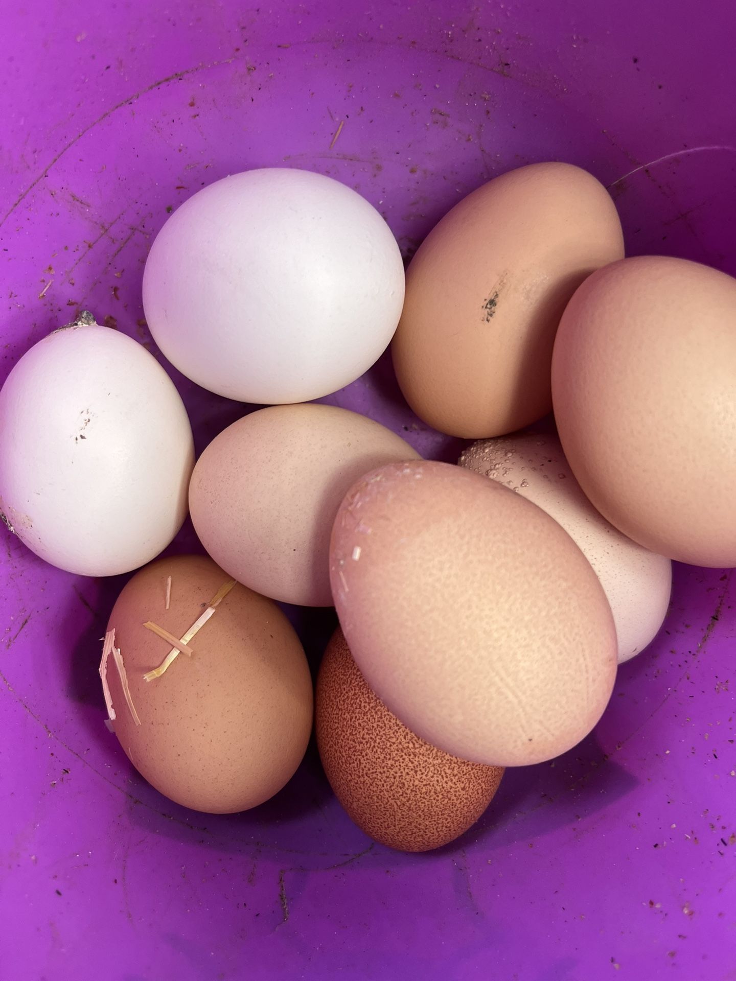 Farm Fresh Eggs $5