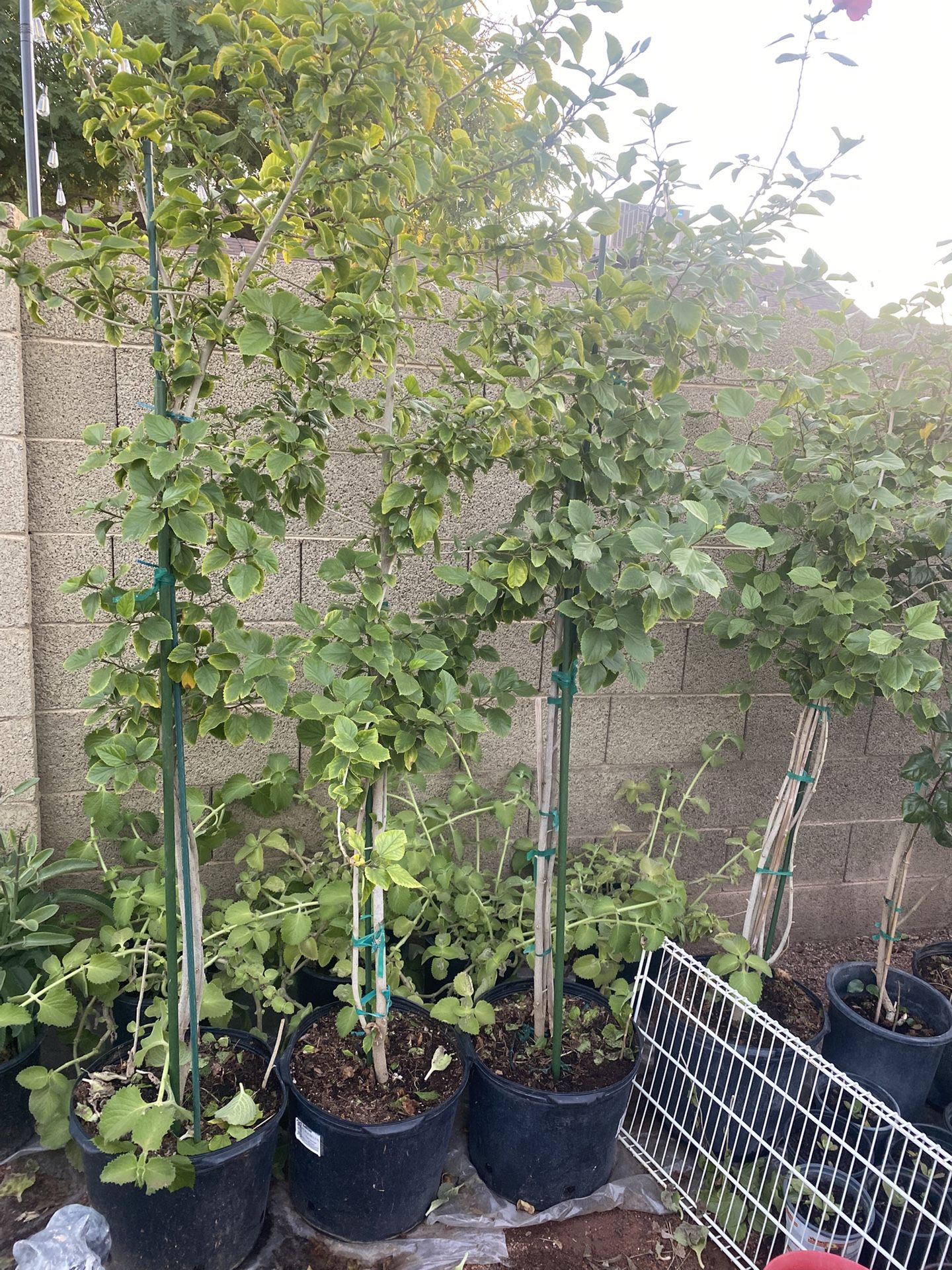 Obeliscos Rojos Grandes Cada Uno