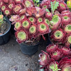 Aeonium Arboreum
