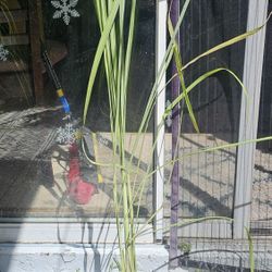 Edible Plants, Grow Your Own Food