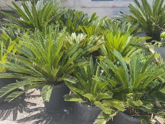 Sago Palm Plant