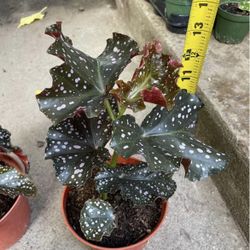 Specialty Plant*** 6” Pot Begonia Cracklin Rosie, 95820