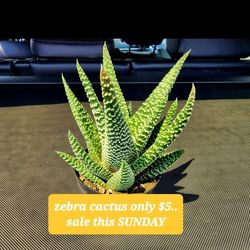 ONE DAY SUPER SUCCULENT SALE THIS SUNDAY IN SAN LORENZO FROM 1PM TO 6PM