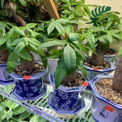 4” Pot Size: 1-Stump Money Tree Bonsai With Asian Ceramic Style Planter (Pachira Aquatica); $35 And Up!!