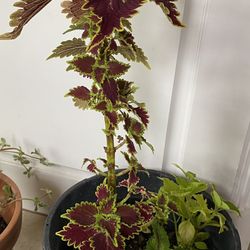 Coleus Plants Variety 
