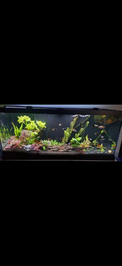 75 Gallon Aquarium