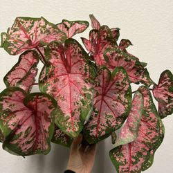 Caladium Plant