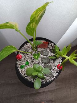 Mixed Indoor Plant Arrangement in Black Pot