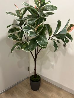 Large Artificial Variegated Rubber Tree in Modern Gray Pot