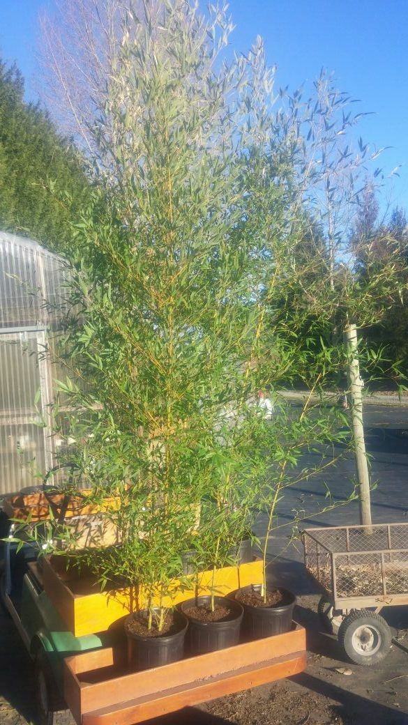 Bamboo Plants For Privacy Fences for Sale in Seattle, WA