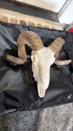 Faux Ram Skull Decor