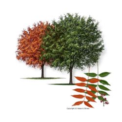 Chinese Pistache Trees 🌳🌿🍂🍃