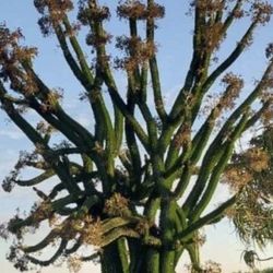 Ocotillo Madagascar $80 