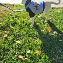 Dog Jersey - NFL Packers (M)