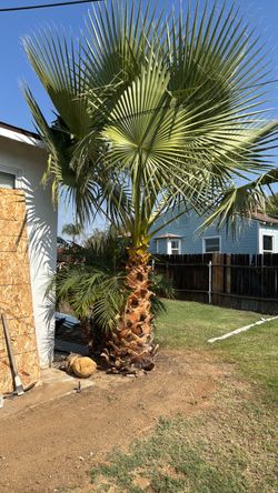 Palm tree
