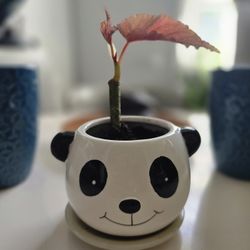 Angel Wing Begonia (Starter Plant) 🪴